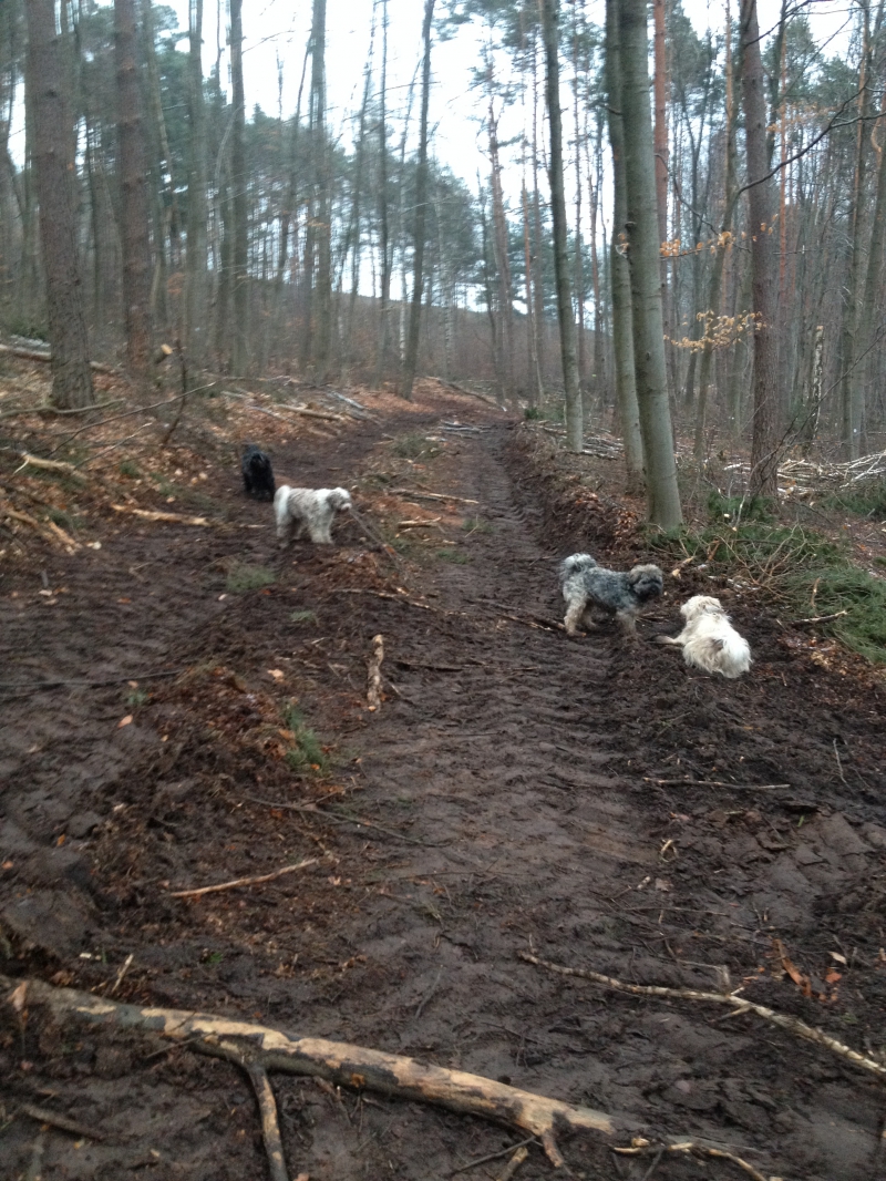 Tibi Waldspaziergang