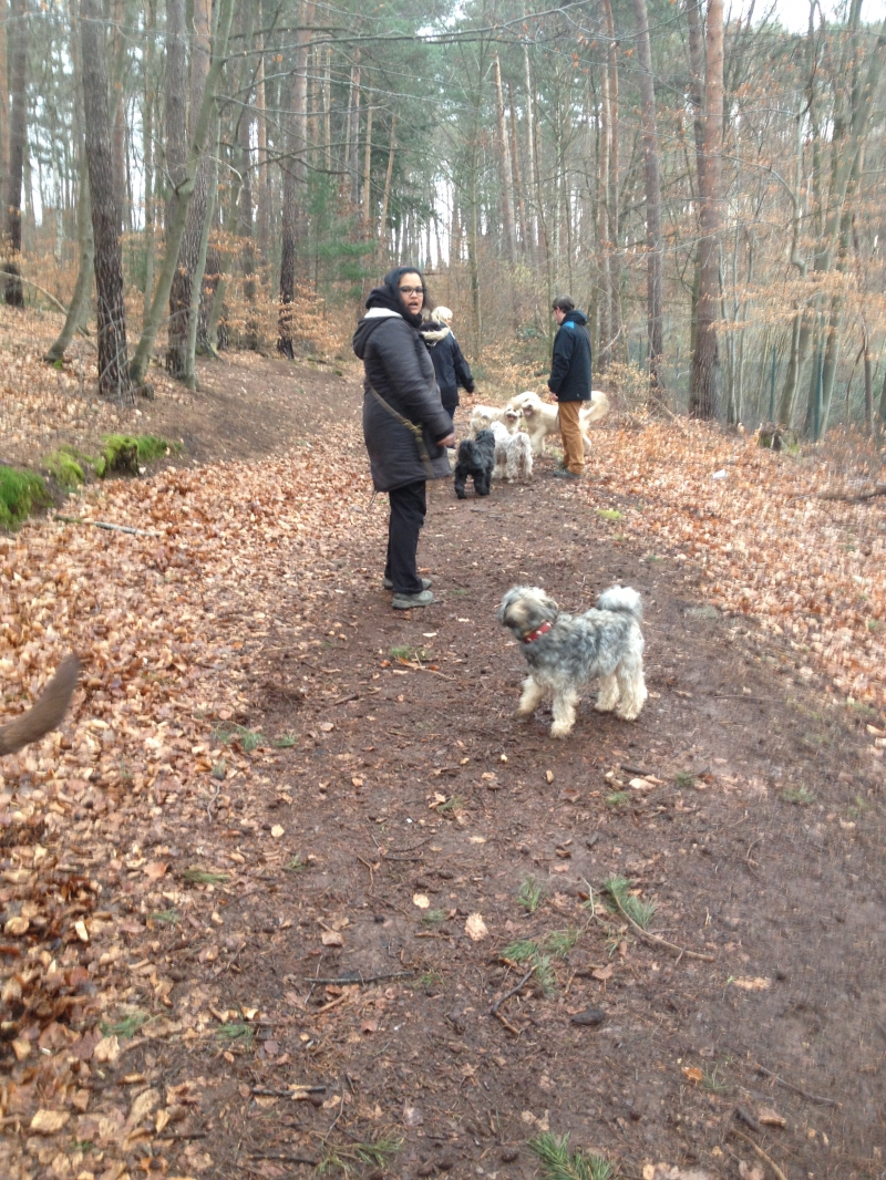 Waldspaziergang mit Tibis