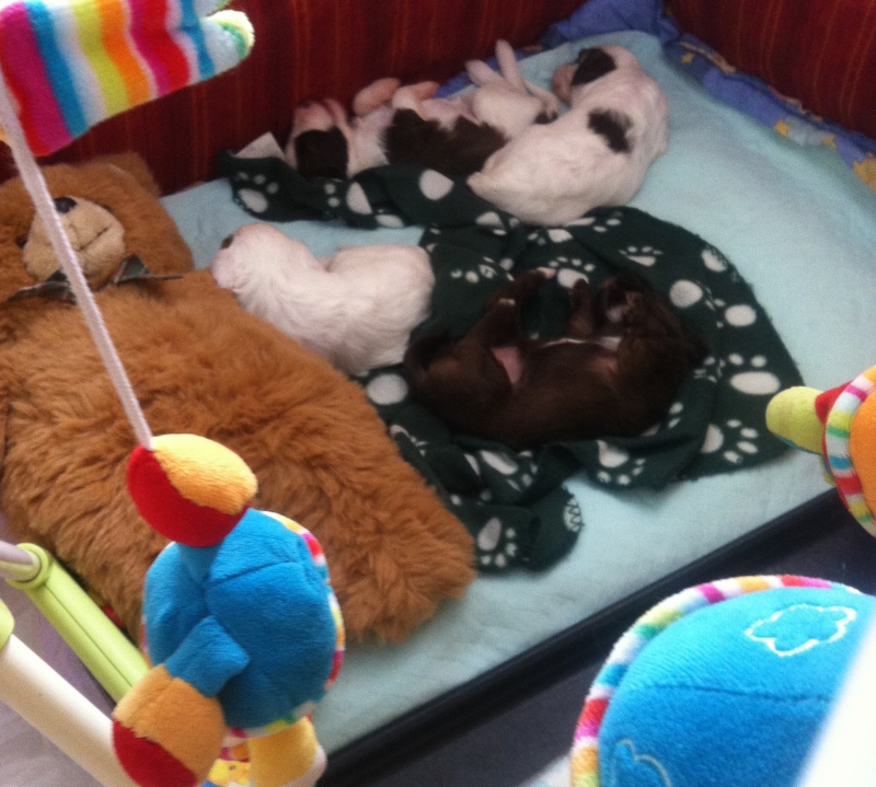 Tibi Welpen mit Zuchtrüde