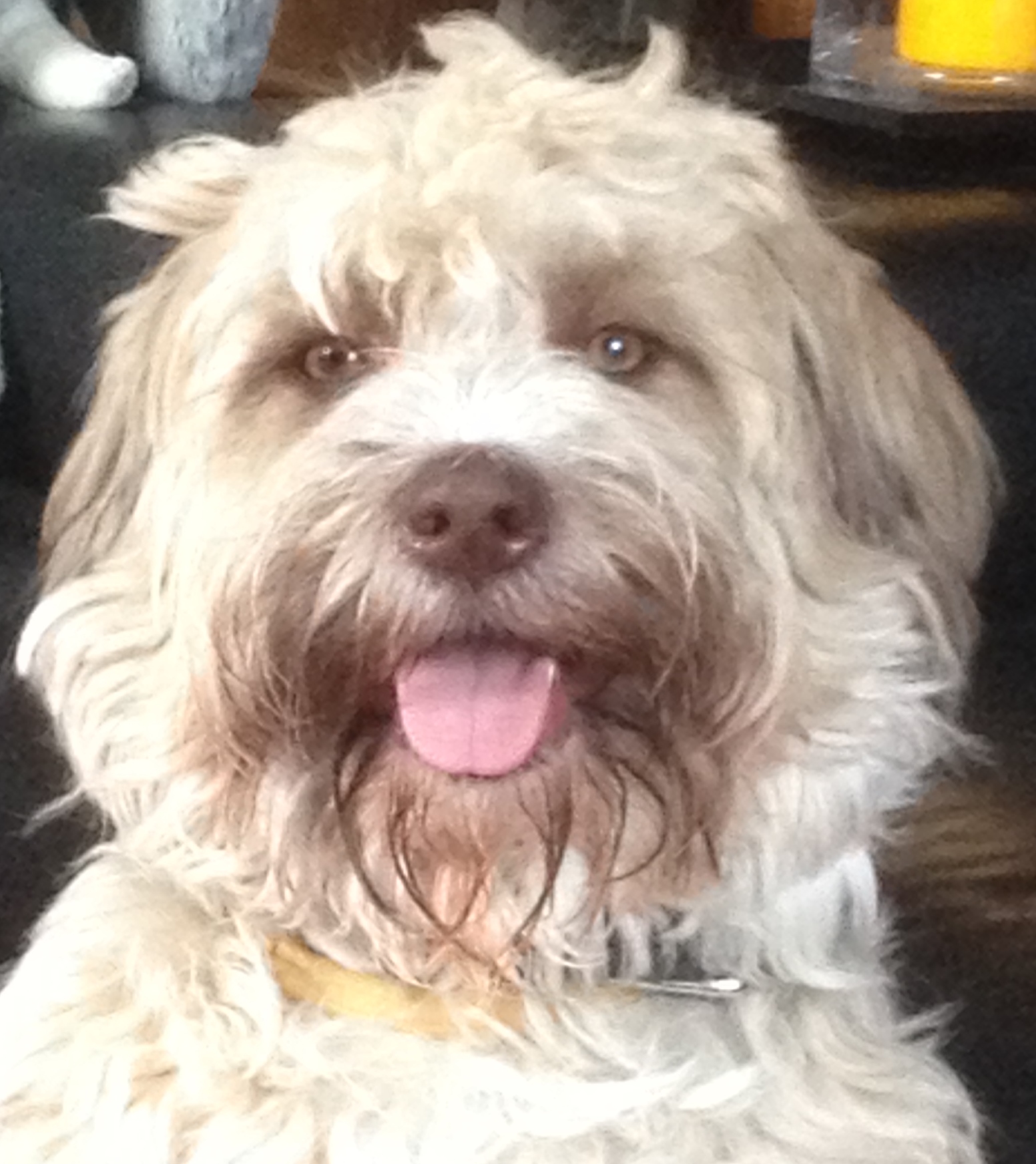 Chumani, Ribanna und Ashana