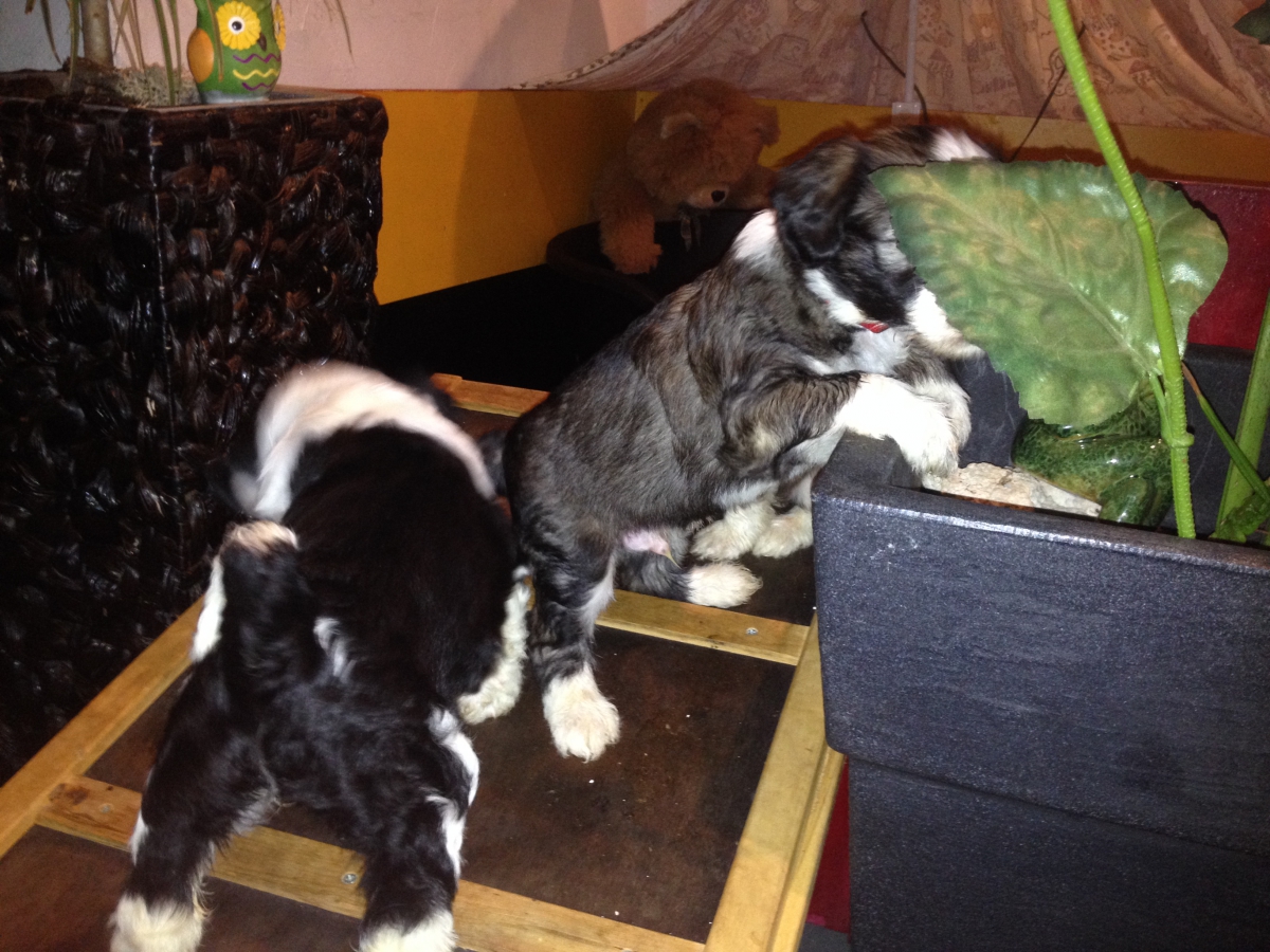 ein und ausstieg in die Wurfbox