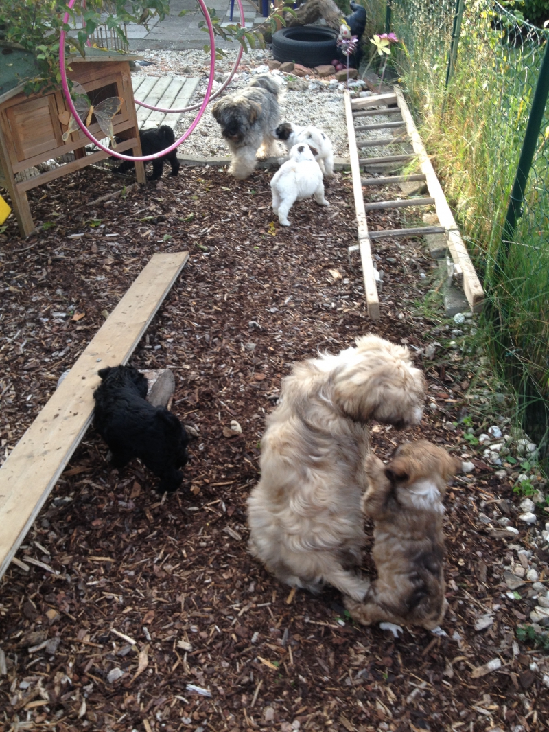 Welpen im Aussenspielplatz