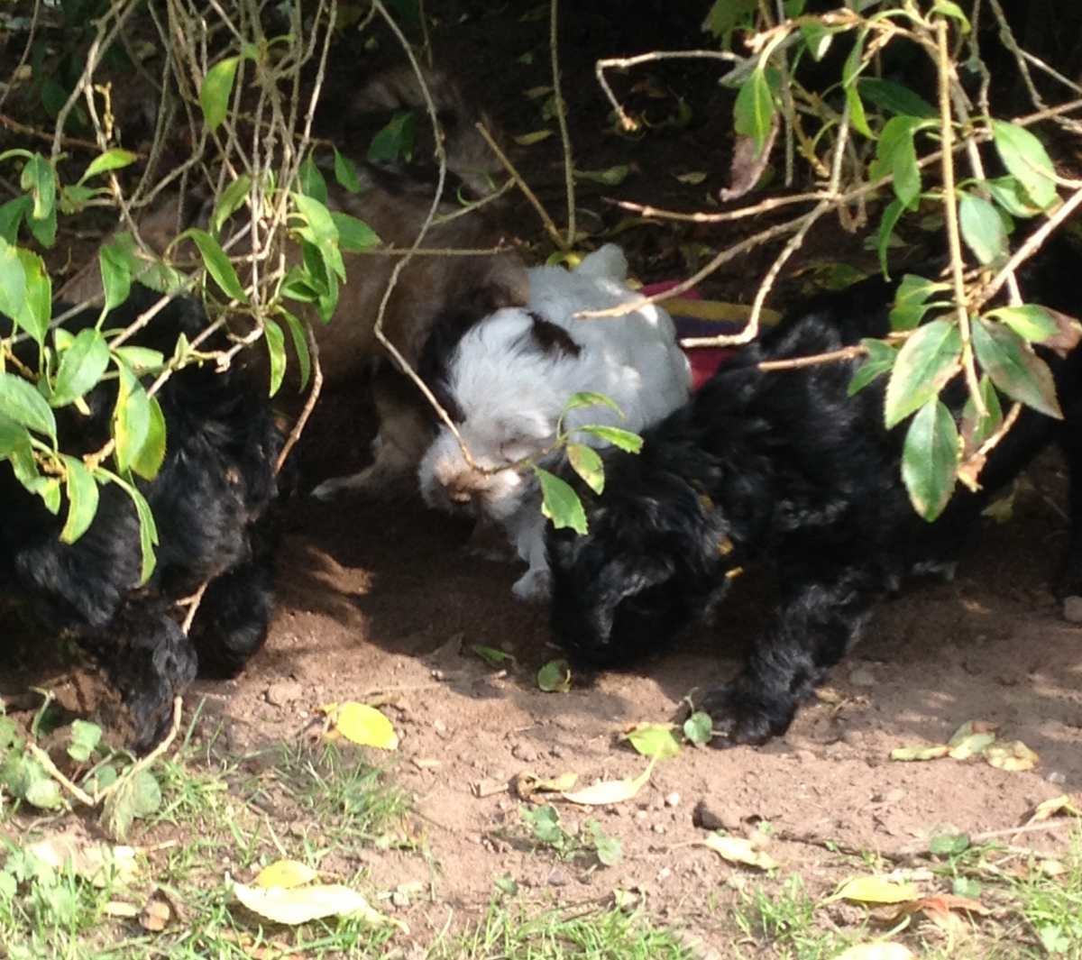 Welpen unter dem Strauch