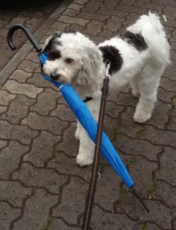 Tibi trägt Regenschirm