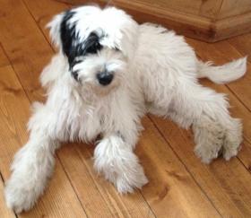 Tibi weiss mit schwarzer Halbmaske