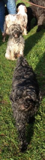 Tibi Mädels im Garten