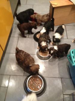 Tibi Welpen beim Fressen